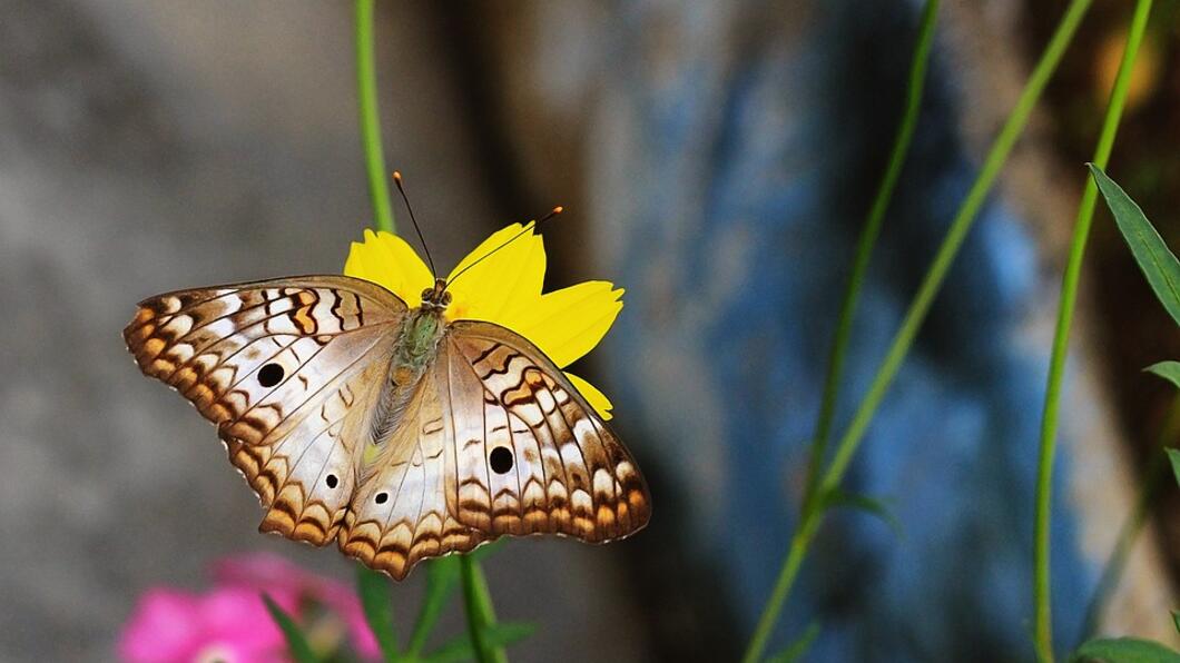 butterfly-4339523_960_720.jpg
