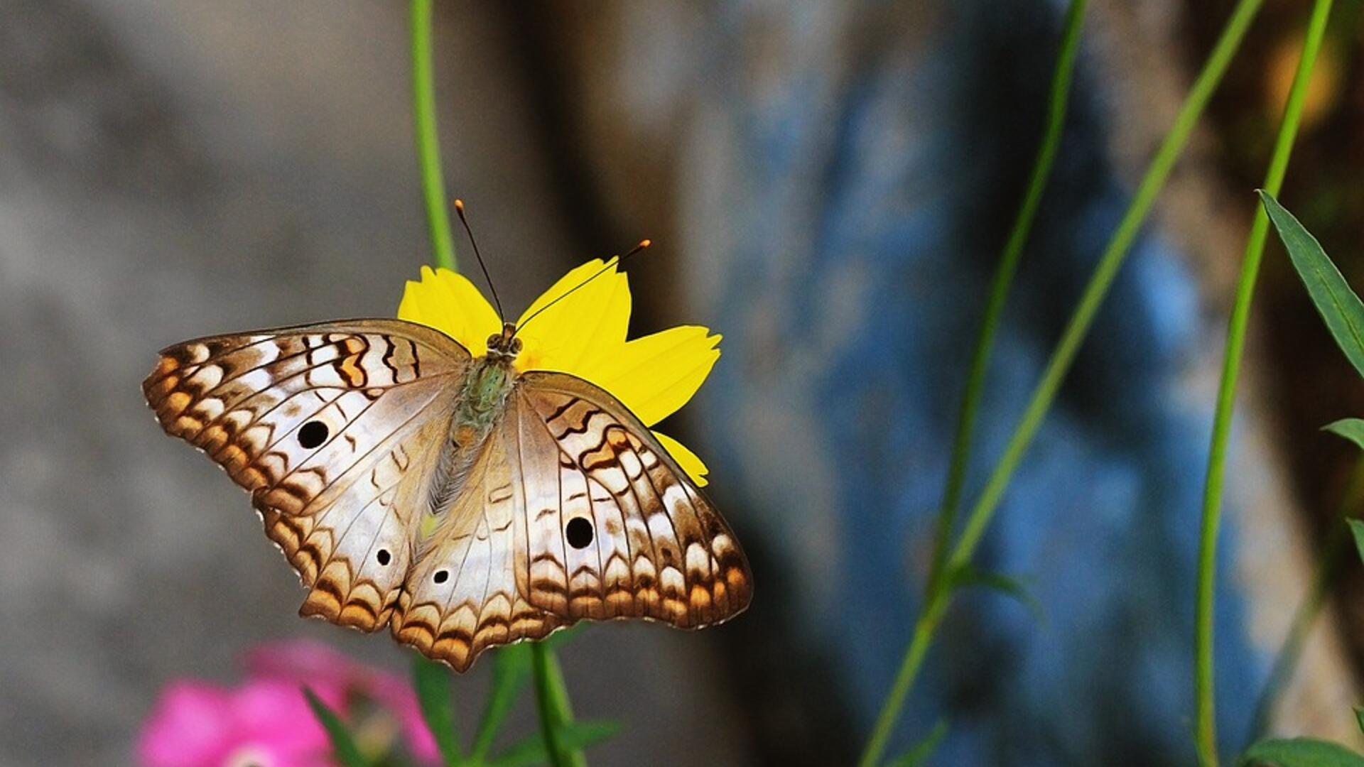 butterfly-4339523_960_720.jpg